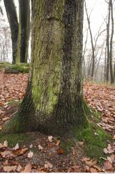 Photo Textures of Tree Bark